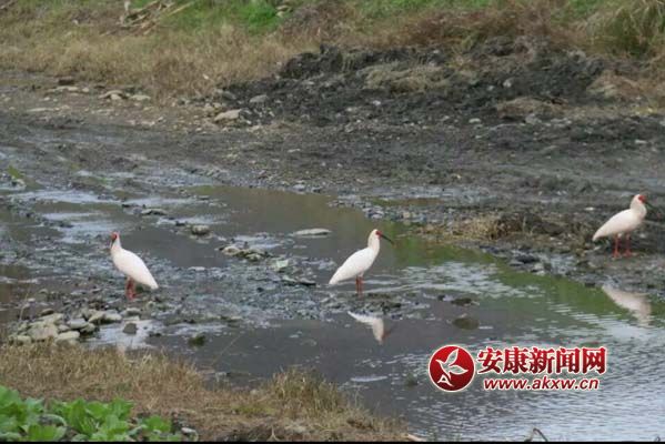 �hꎱ�ɽ��س����q��Ϣ���ܵ�