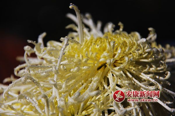 9���ջ���������ʢ�_�����������������Ƣ������ӭ�L(f��ng)ŭ����׿Ȼ���������S�ٻ�ͬ�������c�ٻ����������c�������s�����c�ĺɠ��G