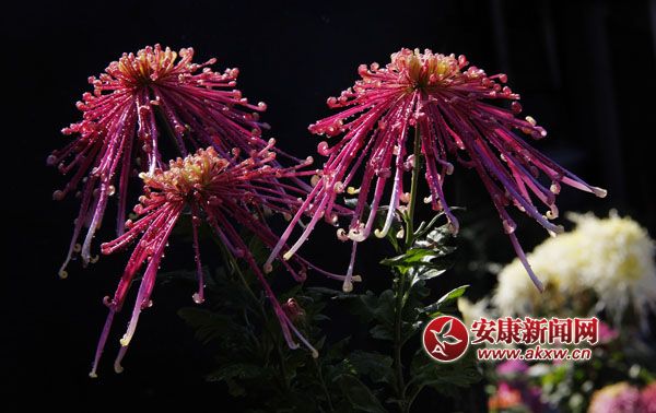 2���ջ���ʒɪ�����L(f��ng)�Џ�����׌���c����ļ���(ji��)���ˎ׷������͜�������ɫ�ջ��_�û��F�\�������涷�G��׌���p�Đ�Ŀ���ĕ�������