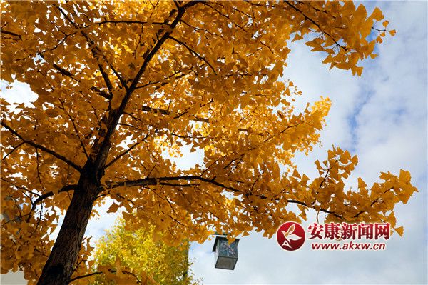 �؎X��̎����� ��ꃵ�̎������